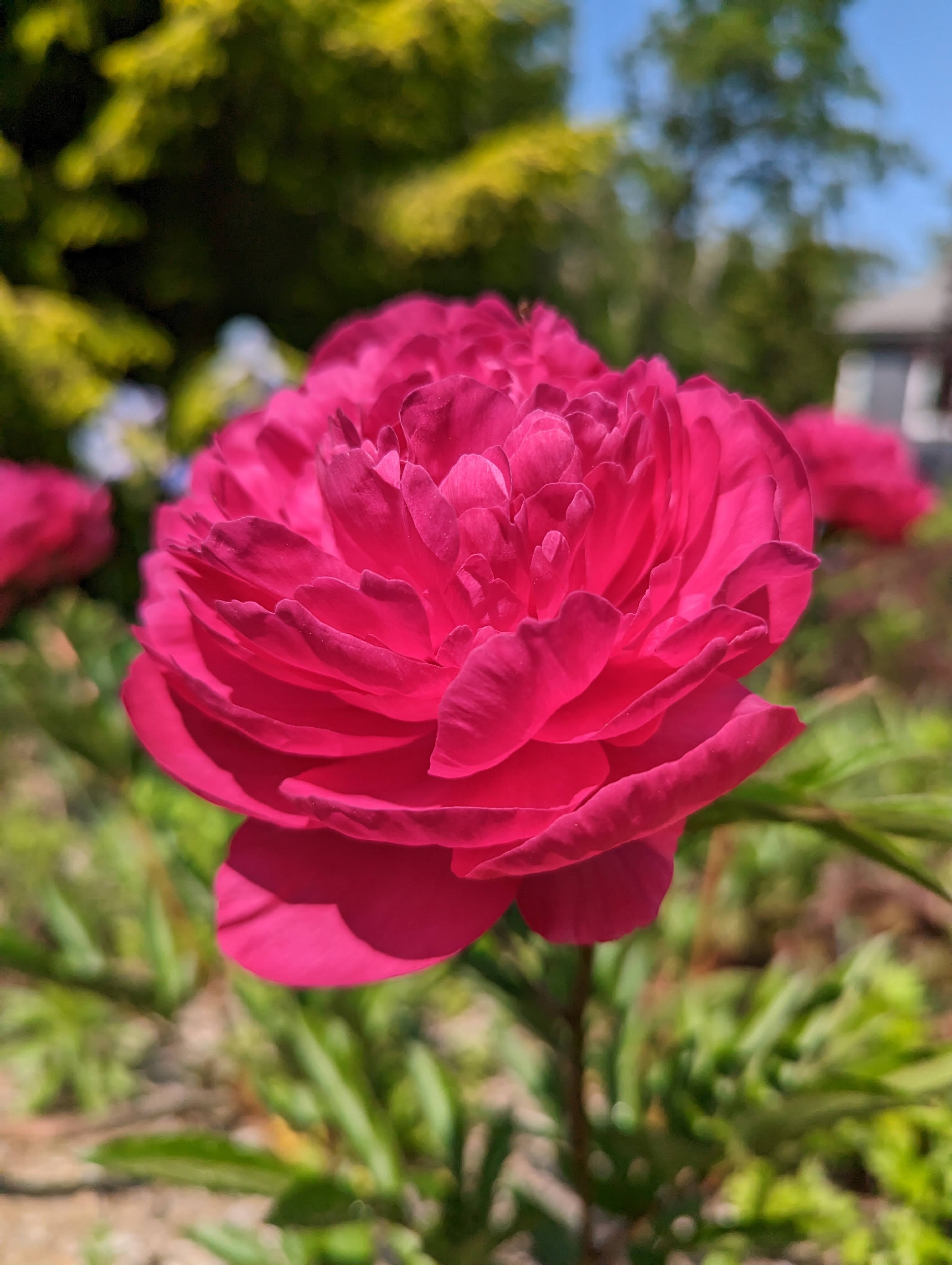 Growing Beauty in Connecticut