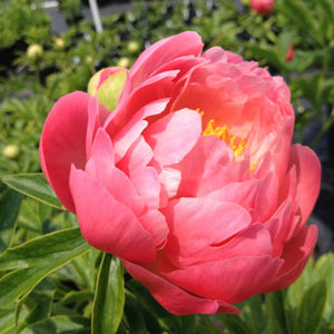 Coral Sunset Peony - Bare Root (Ships in Spring)
