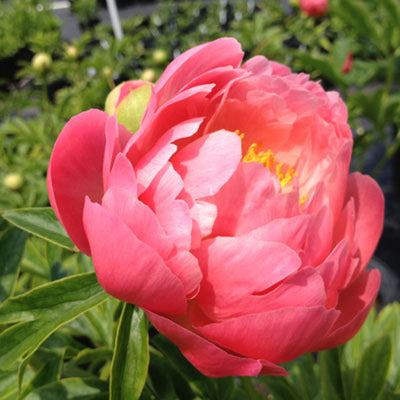 Coral Sunset Peony - Bare Root (Ships in Spring)