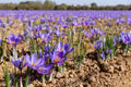 Saffron Crocus Bulbs - 20 Bulbs