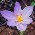 Saffron Crocus Bulbs - 20 Bulbs