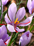 Saffron Crocus Bulbs - 20 Bulbs