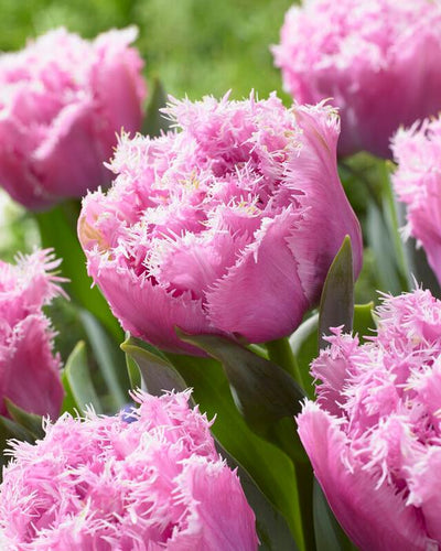 Perth Fringed Double Tulips - 10 Bulbs