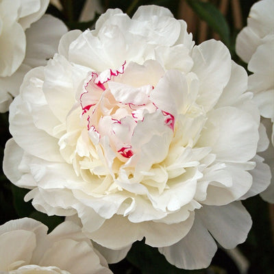 Festiva Maxima Peony - Bare Root (Ships in Spring)