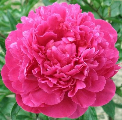 Kansas Peony - Bare Root (Ships in Spring)