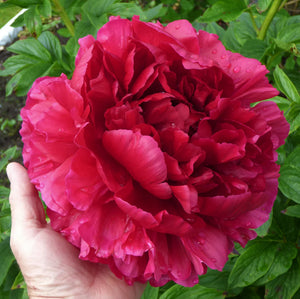 Command Performance Peony - Bare Root (Ships in Spring)