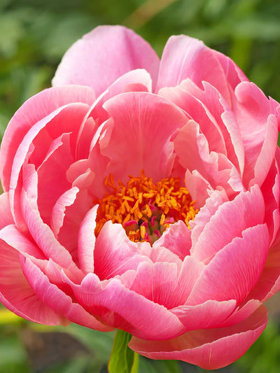 Coral Charm Peony - Bare Root (Ships in Spring)