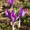 Saffron Crocus Bulbs - 20 Bulbs