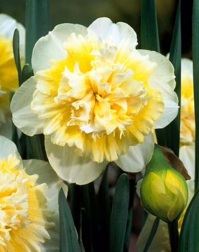 Narcissus ‘Ice King’ Daffodil - 10 bulbs
