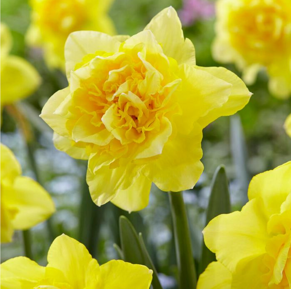 Narcissi Double 'Dick Wilden' - 10 bulbs