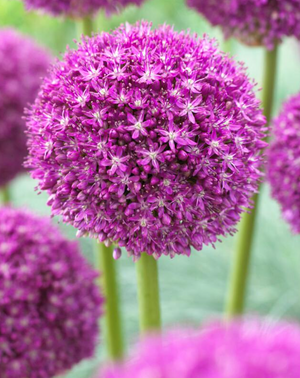 Allium Giant ‘Ambassador’ - 10 Bulbs