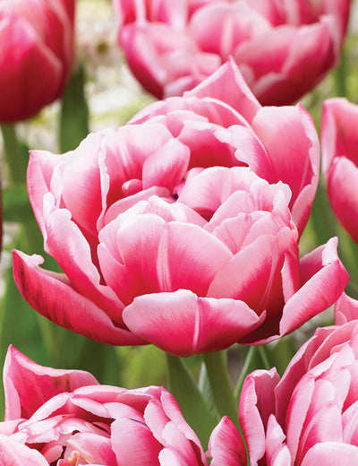 Tulip Double Early 'Columbus' - 10 Bulbs