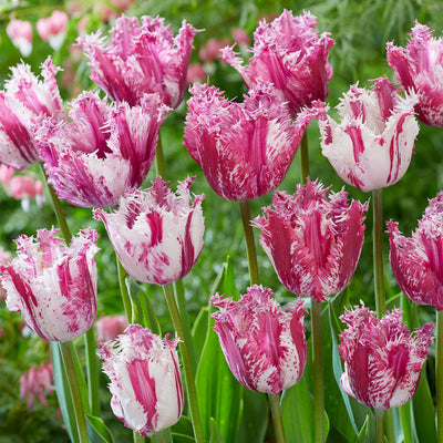 Tulip Fringed 'Purple Circus' - 10 Bulbs