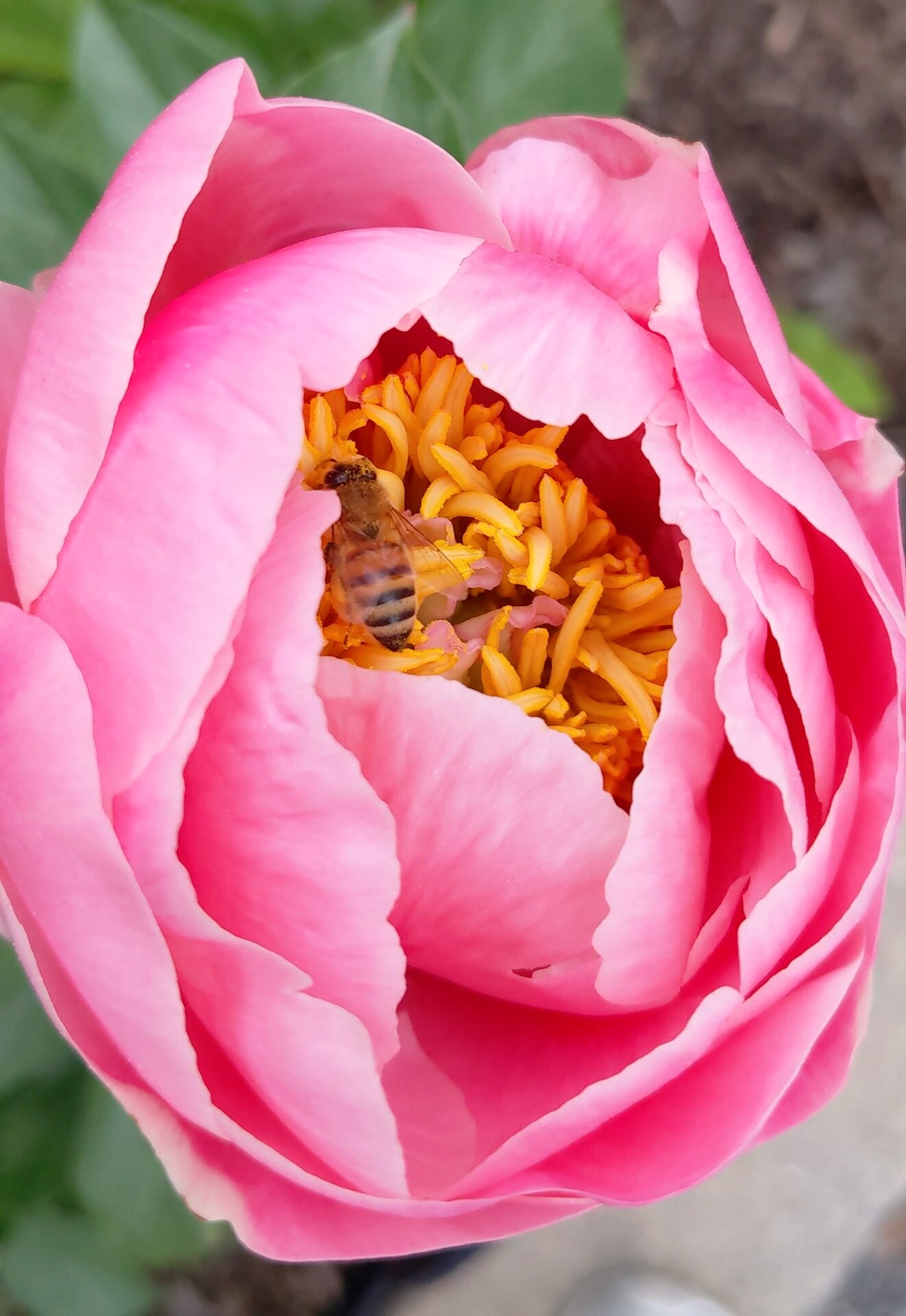 Beautiful garden flowers